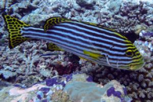 MAAYA THILA - NORTH ARI ATOLL - MALDIVAS -  Isla Kuramathi Maldives foto 10