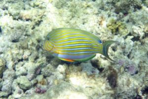 THREE PALMS - RASDHOO ATOLL - MALDIVAS -  Isla Kuramathi Maldivas