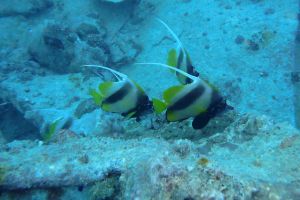 THISTLEGORM - ESTRECHO DE GÜBAL - EGIPTO  -  Hurghada Egypt foto 10