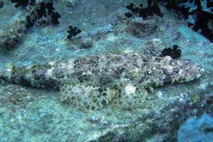 THISTLEGORM - ESTRECHO DE GÜBAL - EGIPTO  -  Hurghada Egypt foto 11