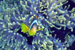 YOLANDA REEF - RAS MOHAMMED - MAR ROJO -  Sharm El Sheikh Egipto foto 2