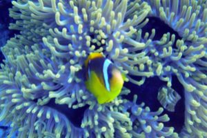 YOLANDA REEF - RAS MOHAMMED - MAR ROJO -  Sharm El Sheikh Egipto