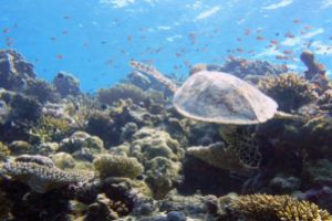 VILINGILI KANDU - ADDU ATOLL - MALDIVAS -  Isla Gan Maldivas