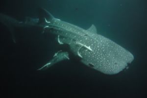 VILIGILI KAARI - GAAF ALIFU ATOLL - MALDIVAS -  Addu City Maldivas