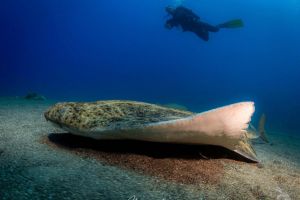 Atlantis Diving Lanzarote Foto 13