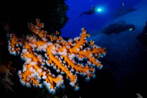 Atlantis Diving Lanzarote Foto 12