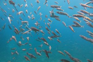 BAUTISMO DE BUCEO EN GRAN CANARIA + CURSO TRY SCUBA +PISCINA Foto 9
