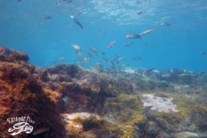 BAUTISMO DE BUCEO EN GRAN CANARIA + CURSO TRY SCUBA +PISCINA Foto 4