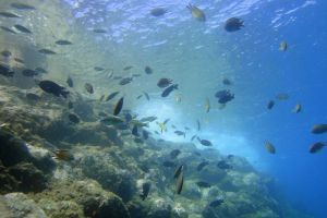 BAUTISMO DE BUCEO EN GRAN CANARIA + CURSO TRY SCUBA +PISCINA Foto 10