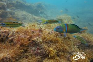 BAUTISMO DE BUCEO EN GRAN CANARIA + CURSO TRY SCUBA +PISCINA Foto 3