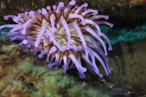 GRAN CANARIA- TUFIA - Las Palmas Telde España foto 3