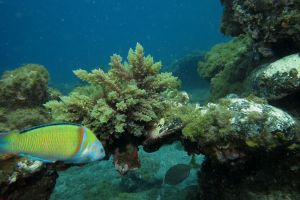 peje verde | GRAN CANARIA- TUFIA - Las Palmas Telde España foto 4