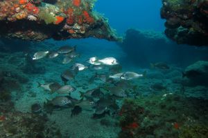 GRAN CANARIA- TUFIA - Las Palmas Telde España foto 5