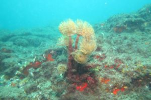 GRAN CANARIA- TUFIA - Las Palmas Telde España foto 7