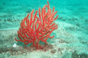 GRAN CANARIA- TUFIA - Las Palmas Telde España foto 8