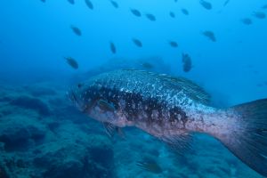 GRAN CANARIA- TUFIA - Las Palmas Telde España foto 9