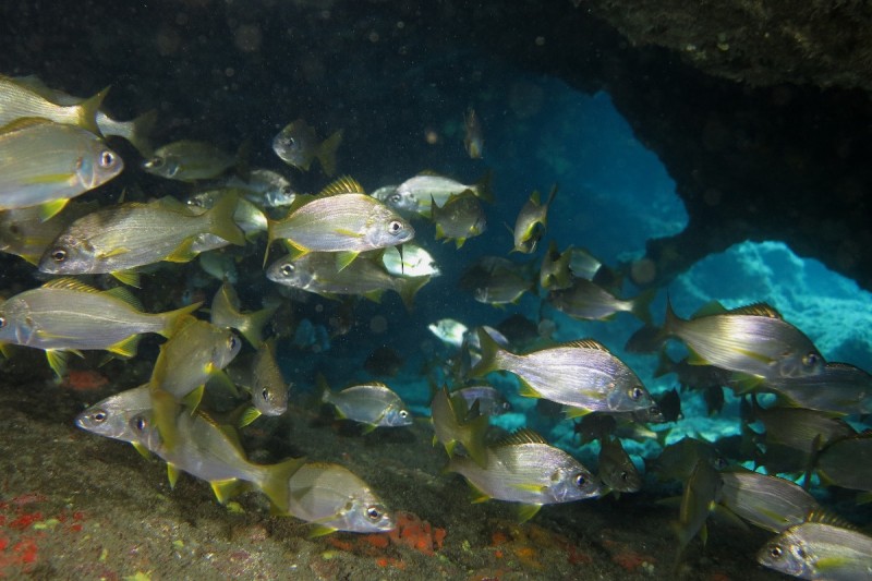GRAN CANARIA- TUFIA - Las Palmas Telde España