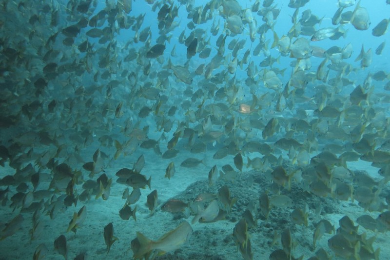 RONCADORES DEL CABRON EN ARINAGA - GRAN CANARIA - Las Palmas Aringa España