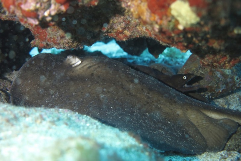 PLAYA DEL CABRON AL ARCO  - GRAN CANARIA - Las Palmas Agüimes España