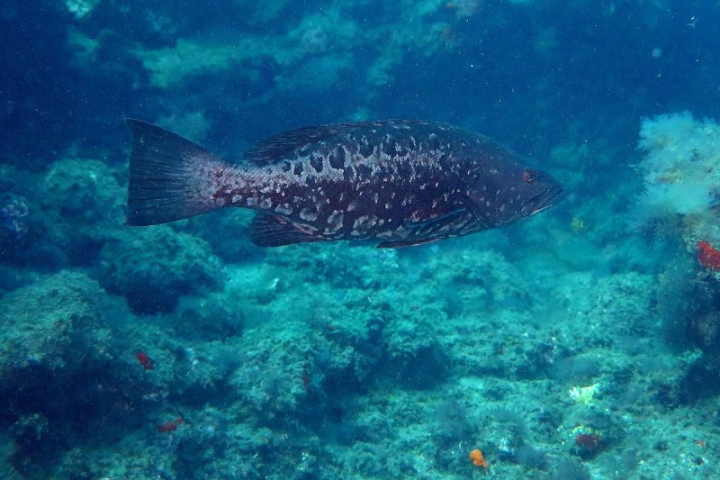 RISCO VERDE EN GRAN CANARIA - Las Palmas Arinaga España