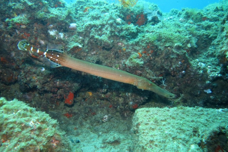LA GRAN LOSA DE SARDINA DEL NORTE - GRAN CANARIA - Las Palmas Gáldar España