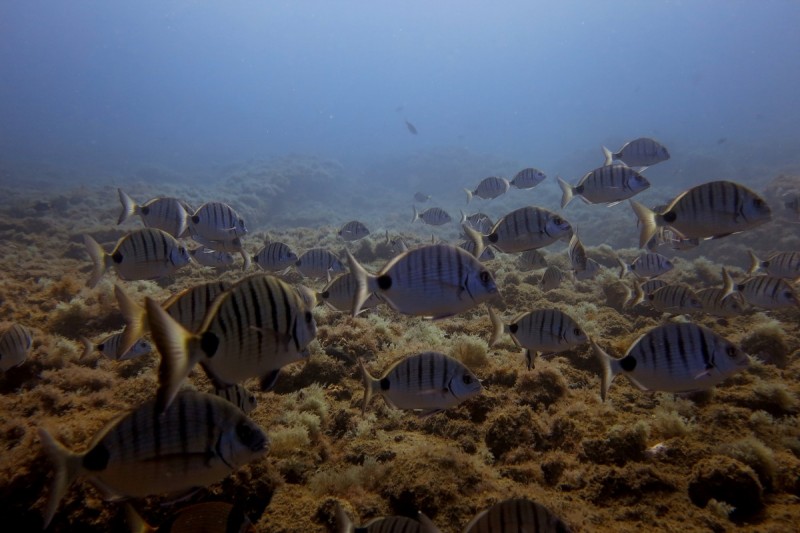 SARDINA POR EL ESPIGON DEL PUERTO - GRAN CANARIA - Las Palmas Gáldar España
