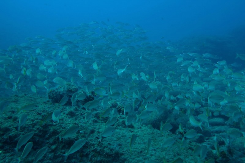 ARGUINEGUIN REFF - GRAN CANARIA - Las Palmas Arguineguin España
