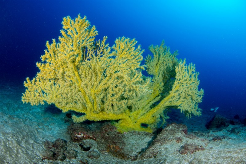 LA GERARDIA DEL CABRON-GRAN CANARIA - Las Palmas Agüimes España