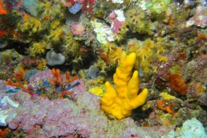 LA DEPURADORA  (L´ESCALA) - Girona L'Escala España foto 9