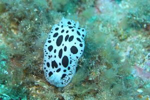 CUEVAS DE PORT SALVI - Girona Sant Feliu de Guíxols España foto 8