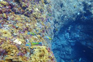 LA CATEDRAL - GRAN CANARIA - Las Palmas Las Palmas de Gran Canaria España foto 2