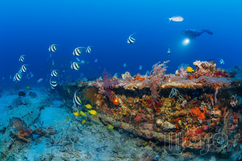 ANKER WRECK – MENJANGAN – BALI – INDONESIA - Bali Pemuteran Indonesia