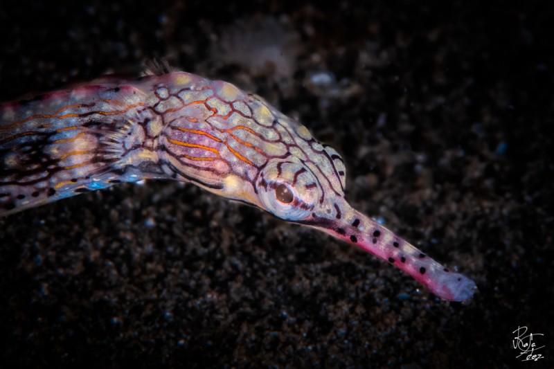 BAT CAVES – MENJANGAN – BALI – INDONESIA - Bali Pemuteran Indonesia