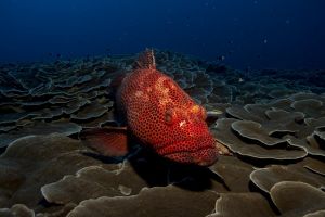 CORAL REEFS – PEMUTERAN – BALI – INDONESIA - Bali Pemuteran Indonesia foto 1