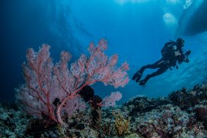 CORAL REEFS – PEMUTERAN – BALI – INDONESIA - Bali Pemuteran Indonesia foto 9