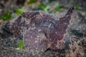 CORAL REEFS – PEMUTERAN – BALI – INDONESIA - Bali Pemuteran Indonesia foto 11