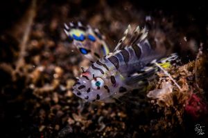 CORAL REEFS – PEMUTERAN – BALI – INDONESIA - Bali Pemuteran Indonesia foto 10
