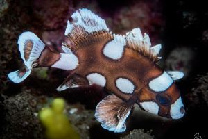 CORAL REEFS – PEMUTERAN – BALI – INDONESIA - Bali Pemuteran Indonesia foto 13