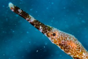 CORAL REEFS – PEMUTERAN – BALI – INDONESIA - Bali Pemuteran Indonesia foto 12