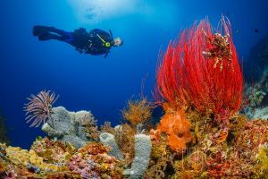 CORAL REEFS – PEMUTERAN – BALI – INDONESIA - Bali Pemuteran Indonesia foto 2