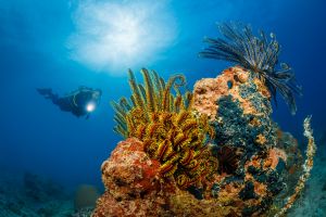 CORAL REEFS – PEMUTERAN – BALI – INDONESIA - Bali Pemuteran Indonesia foto 3