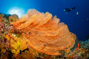 CORAL REEFS – PEMUTERAN – BALI – INDONESIA - Bali Pemuteran Indonesia foto 4