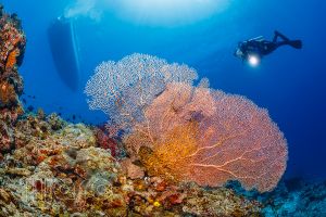 CORAL REEFS – PEMUTERAN – BALI – INDONESIA - Bali Pemuteran Indonesia foto 5