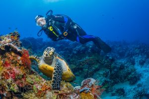CORAL REEFS – PEMUTERAN – BALI – INDONESIA - Bali Pemuteran Indonesia foto 6