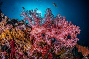 CORAL REEFS – PEMUTERAN – BALI – INDONESIA - Bali Pemuteran Indonesia foto 7