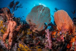 CORAL REEFS – PEMUTERAN – BALI – INDONESIA - Bali Pemuteran Indonesia foto 8