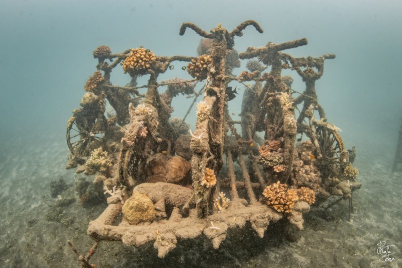 BIO-WRECK – PEMUTERAN – BALI – INDONESIA - Bali Pemuteran Indonesia