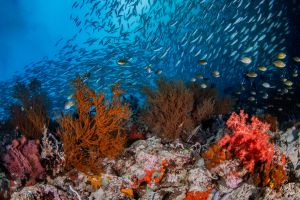 DEEP REEF – PEMUTERAN – BALI – INDONESIA - Bali Pemuteran Indonesia foto 2