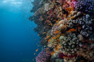ABINGTON REEF -MAR ROJO - SUDÁN -  Port Sudan Sudán foto 1