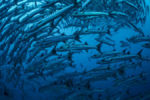 ABINGTON REEF -MAR ROJO - SUDÁN -  Port Sudan Sudán foto 4